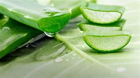 Aloe vera